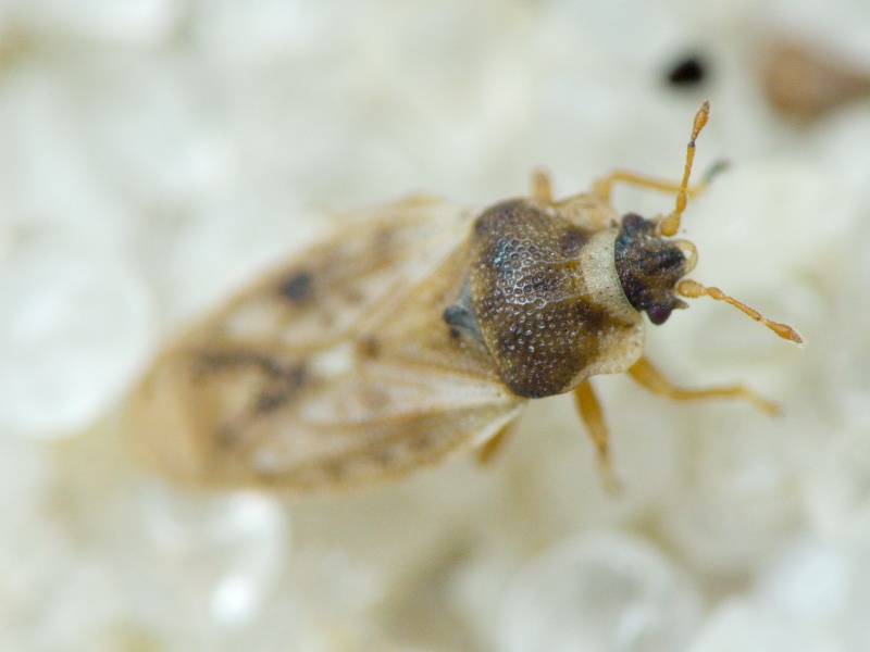 Piesma maculatum (Laporte, 1833)